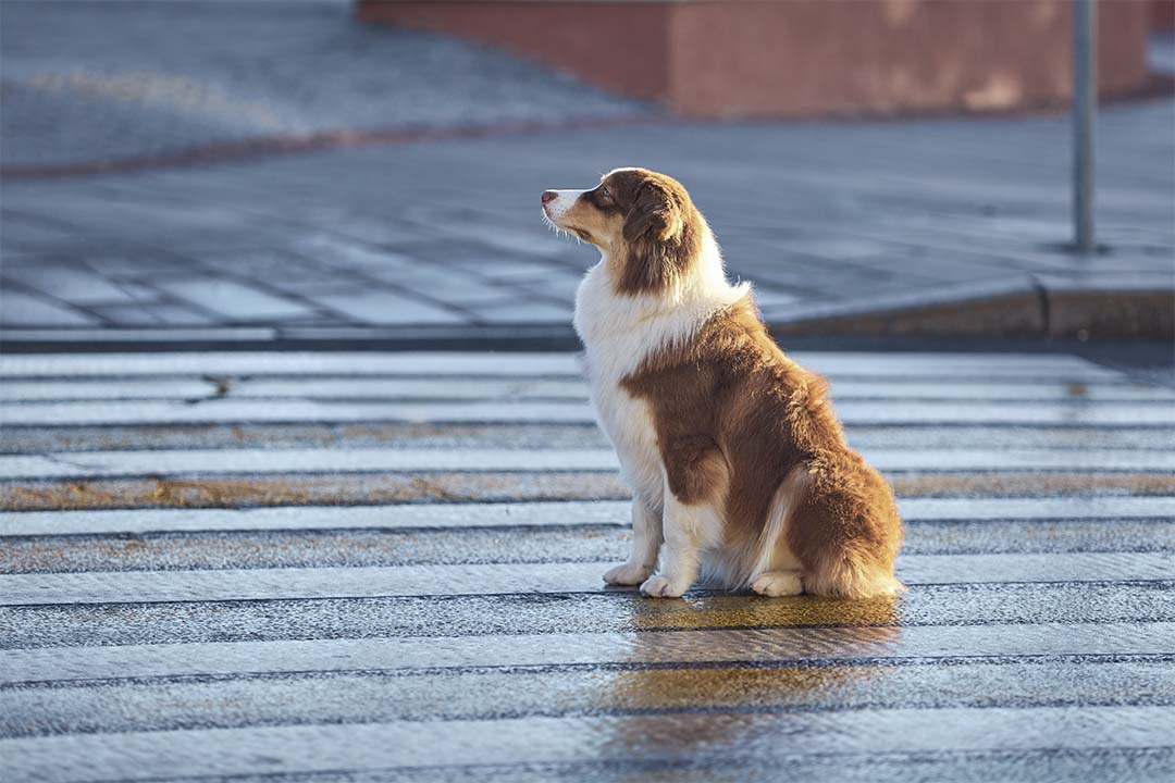 11 месяцев