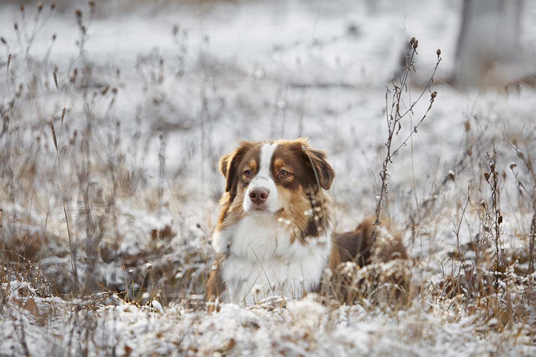 1 год