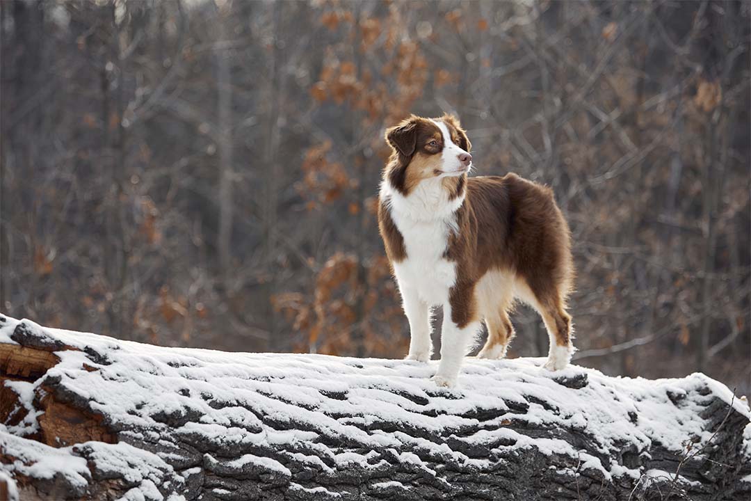 1 год