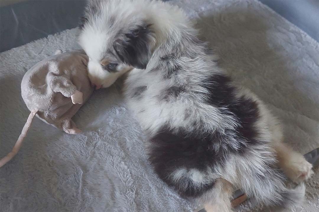 1 месяц