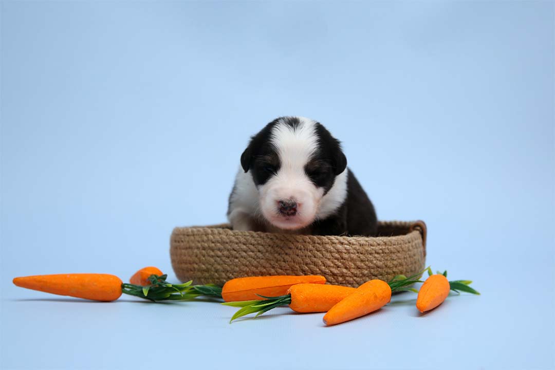 2 недели