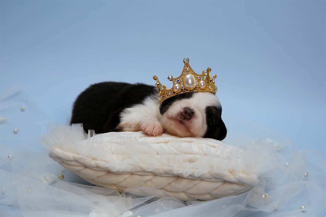 2 недели