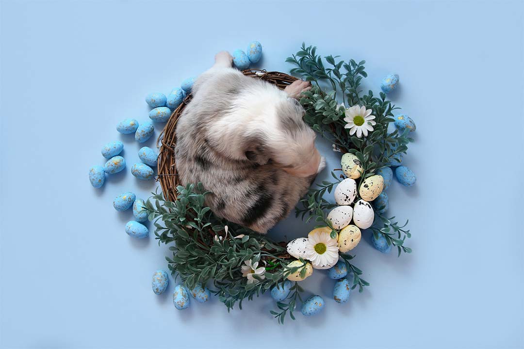 2 недели