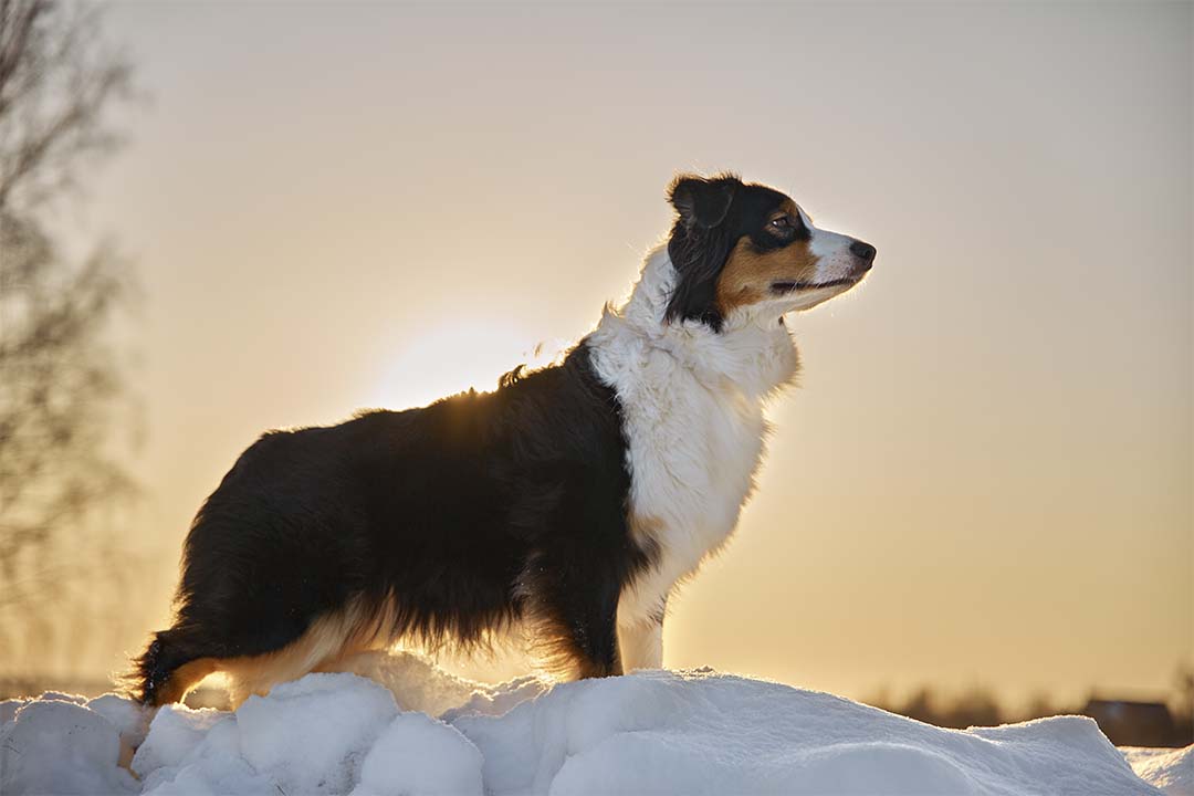 4 года